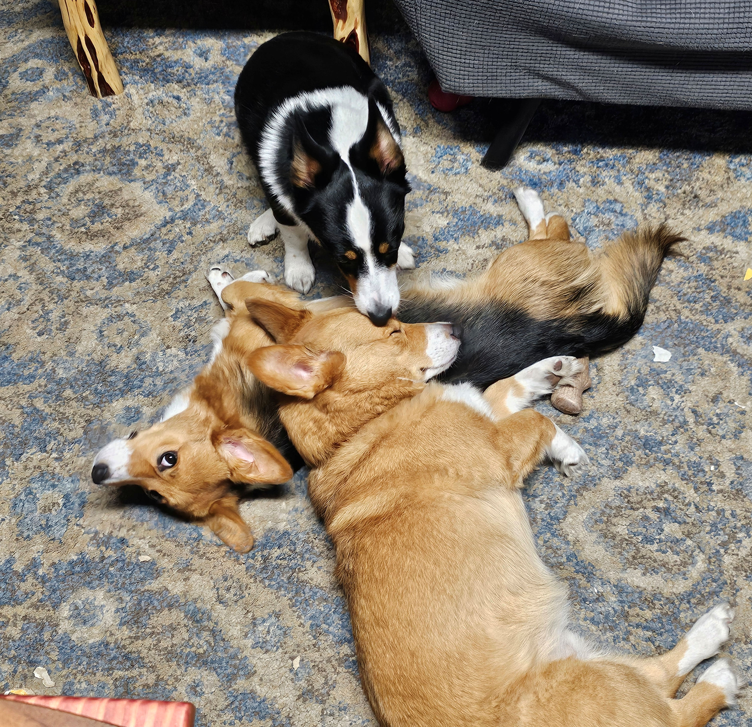 Three corgis cuddling