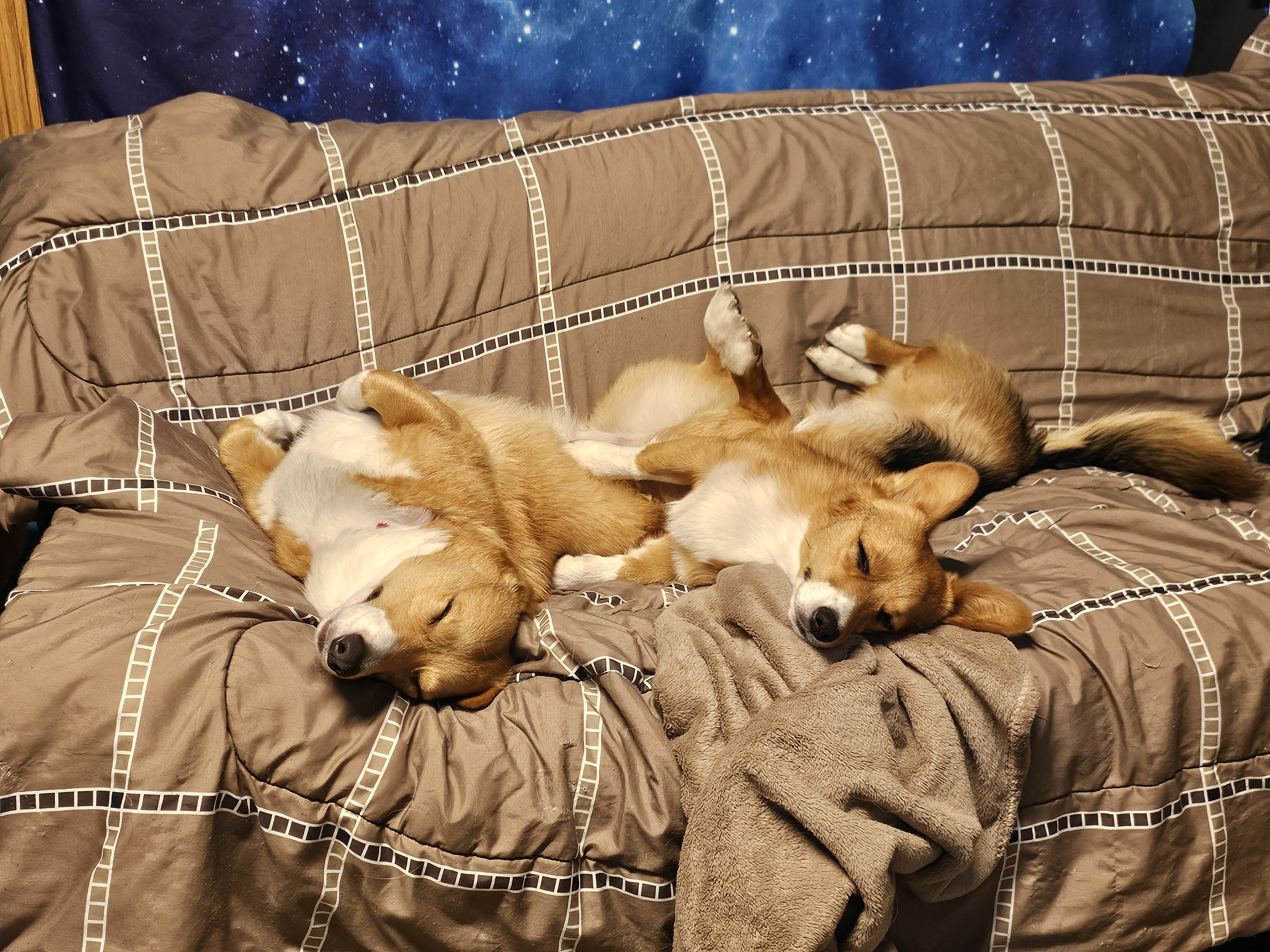 Two corgis sleeping