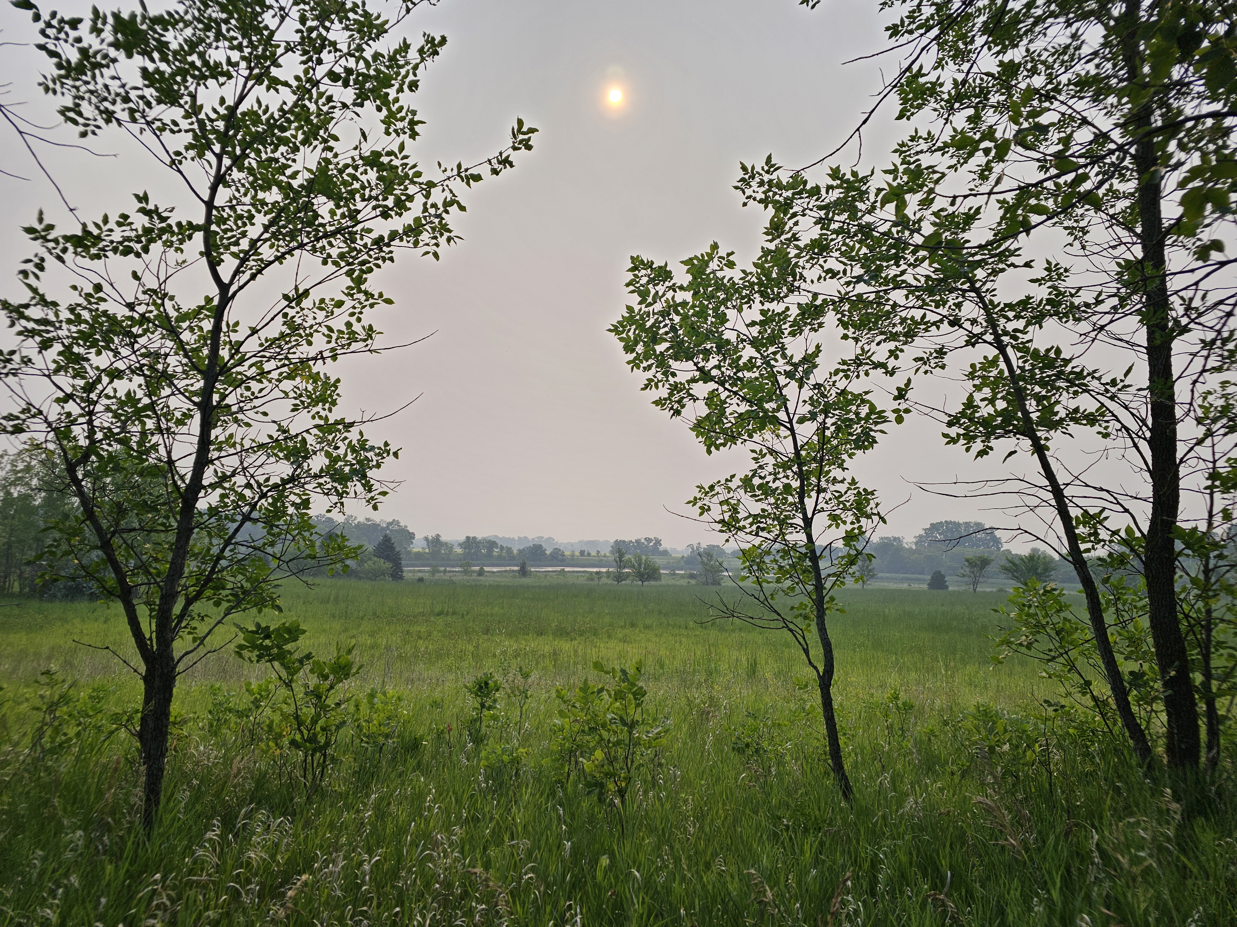 A hazy summer woodland scene