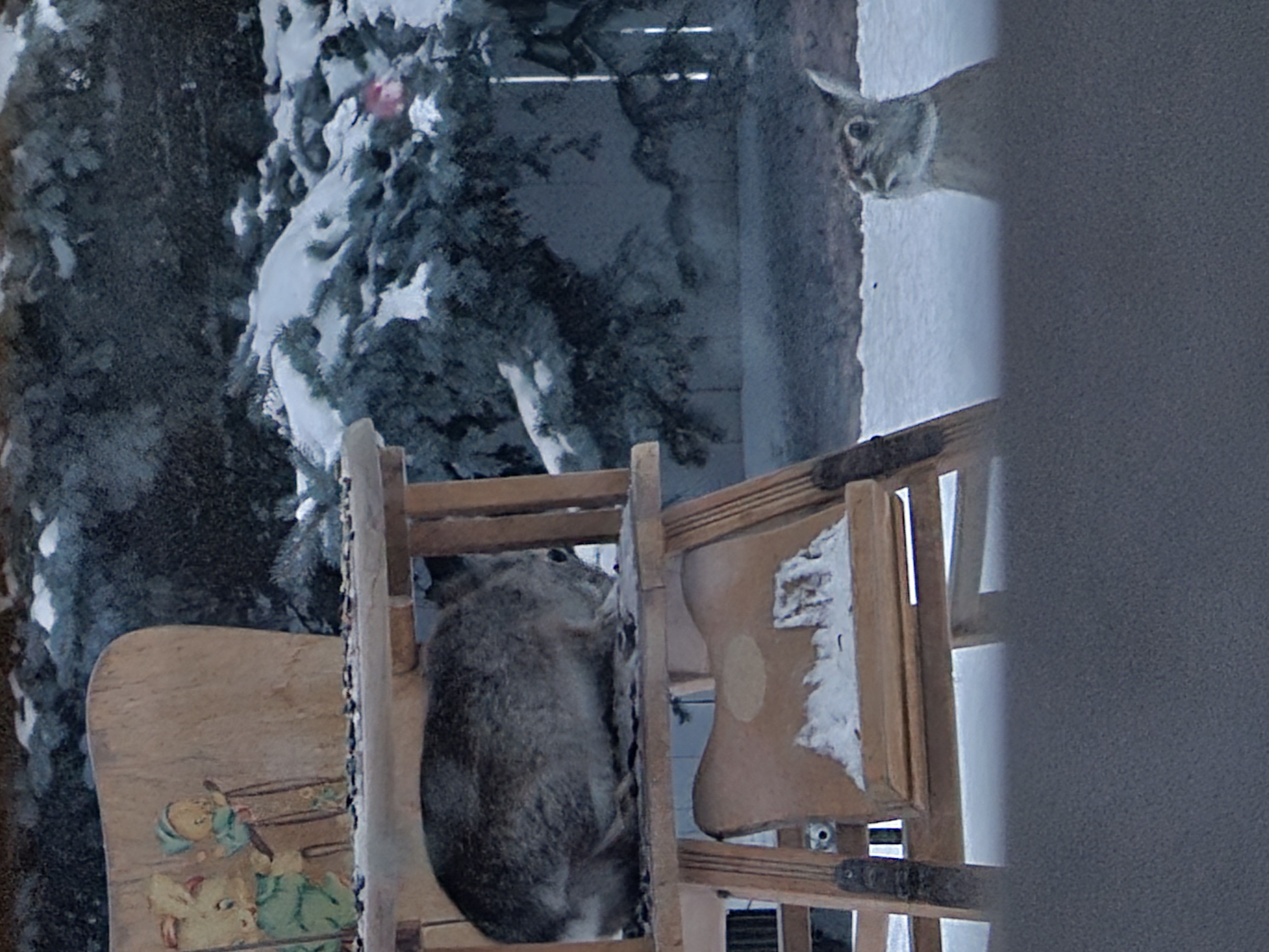 Wild rabbit in a high chair