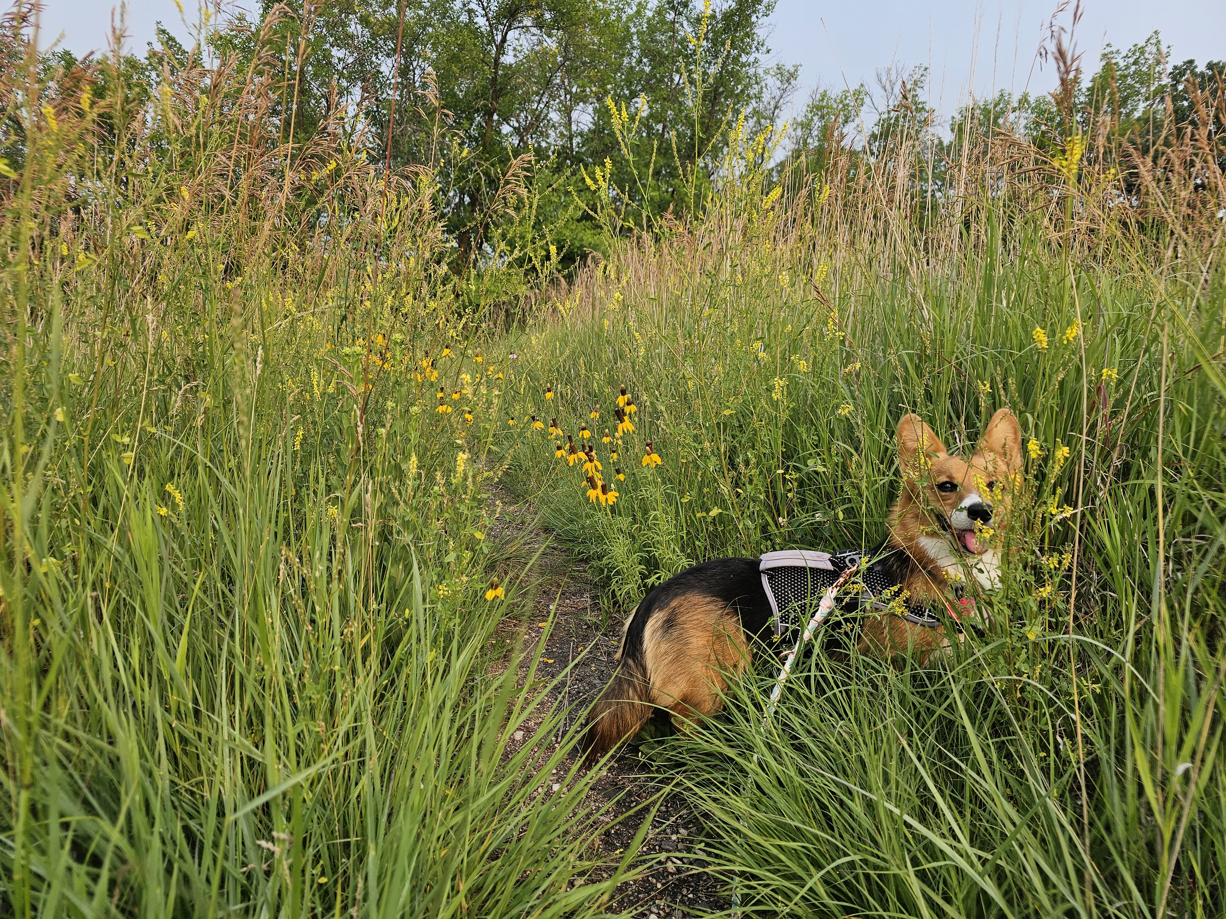 A corgi surrounded by flowers