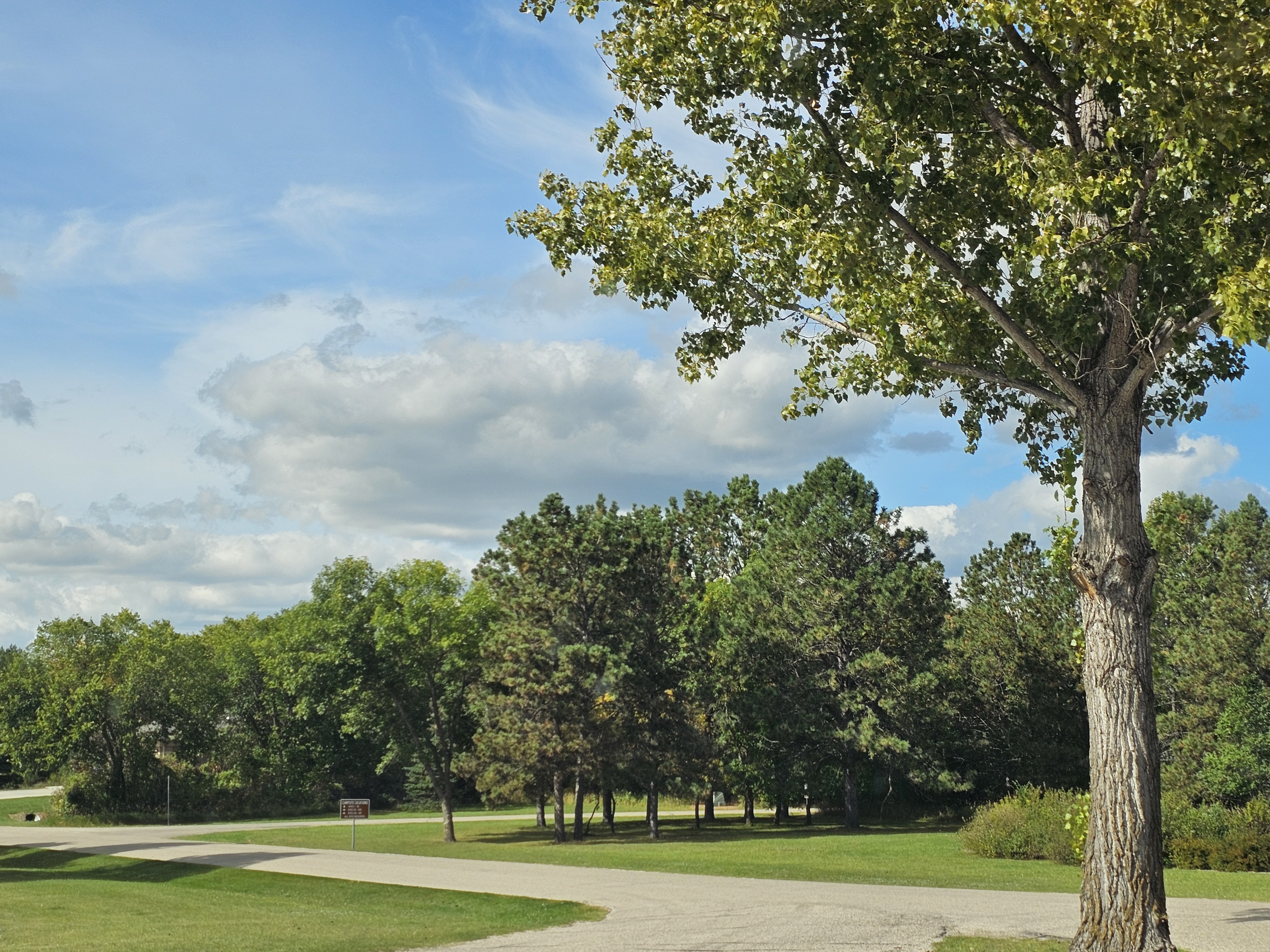 Trees with green leaves in fall