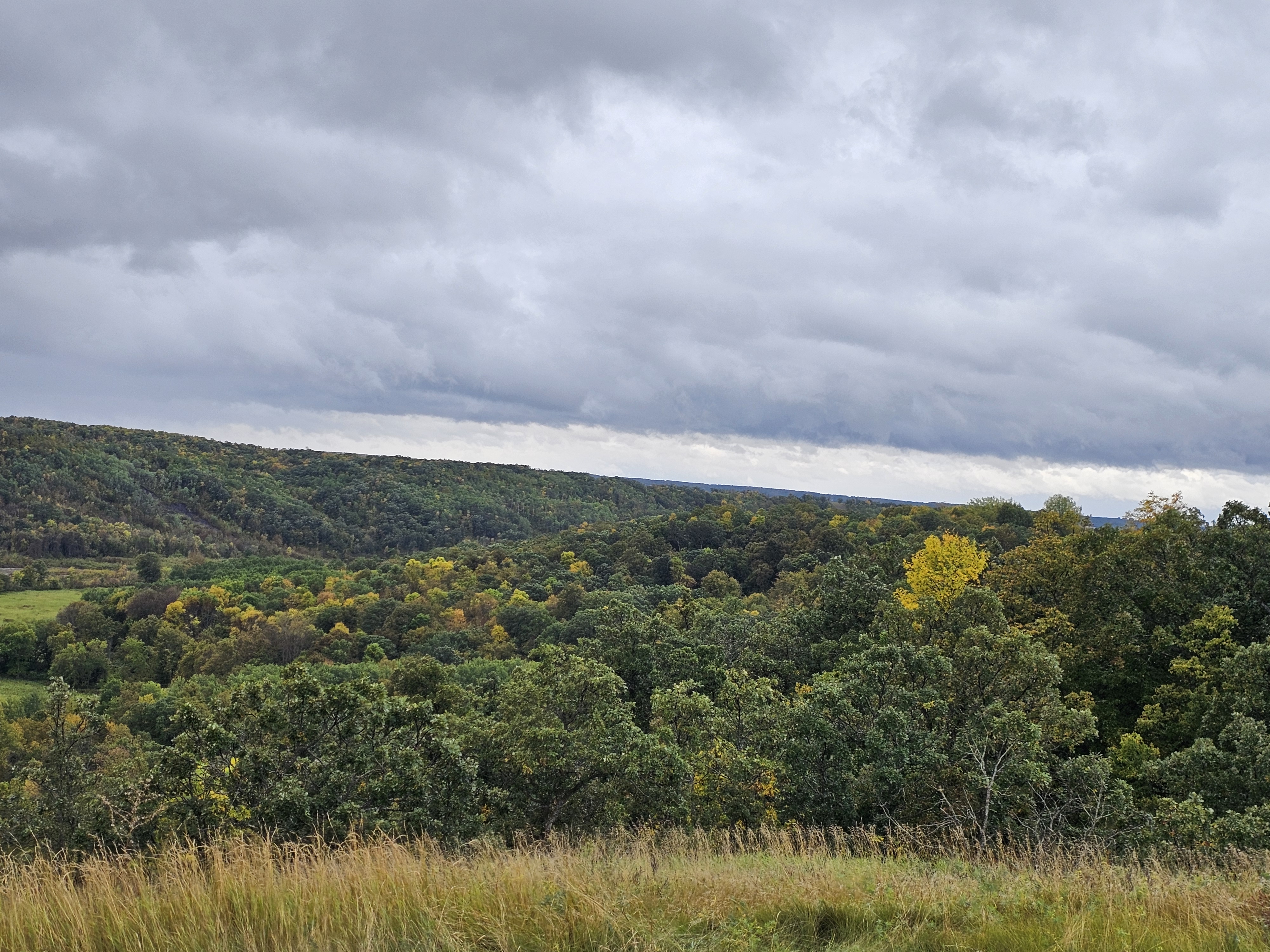 a single tree has changed color